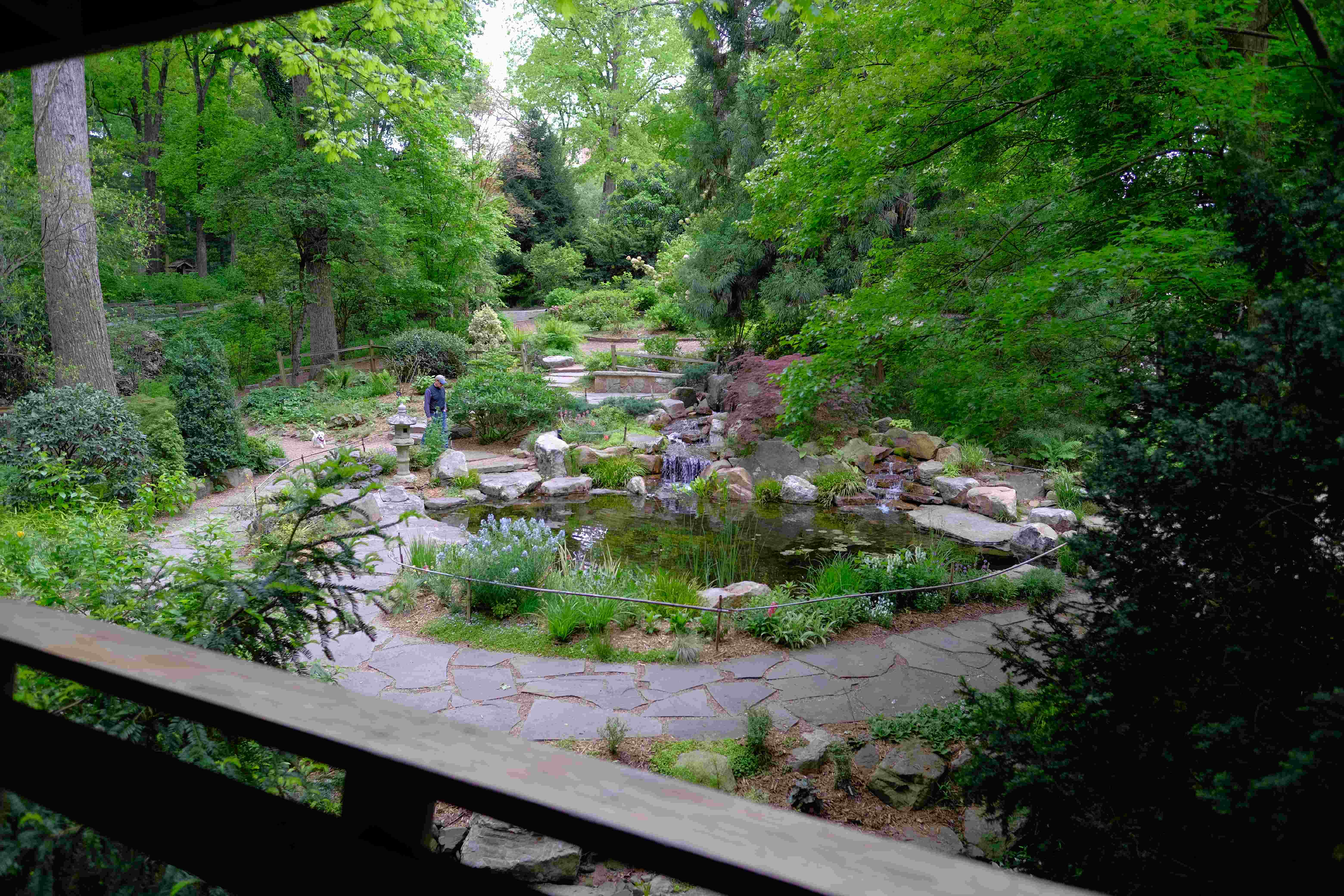 Convention 2021 Azalea Society of America