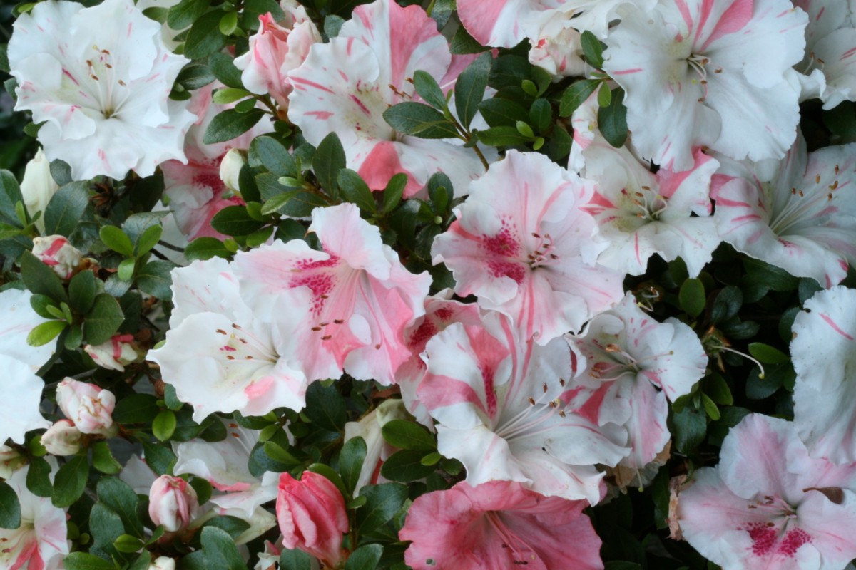 View Azalea Azalea Society of America