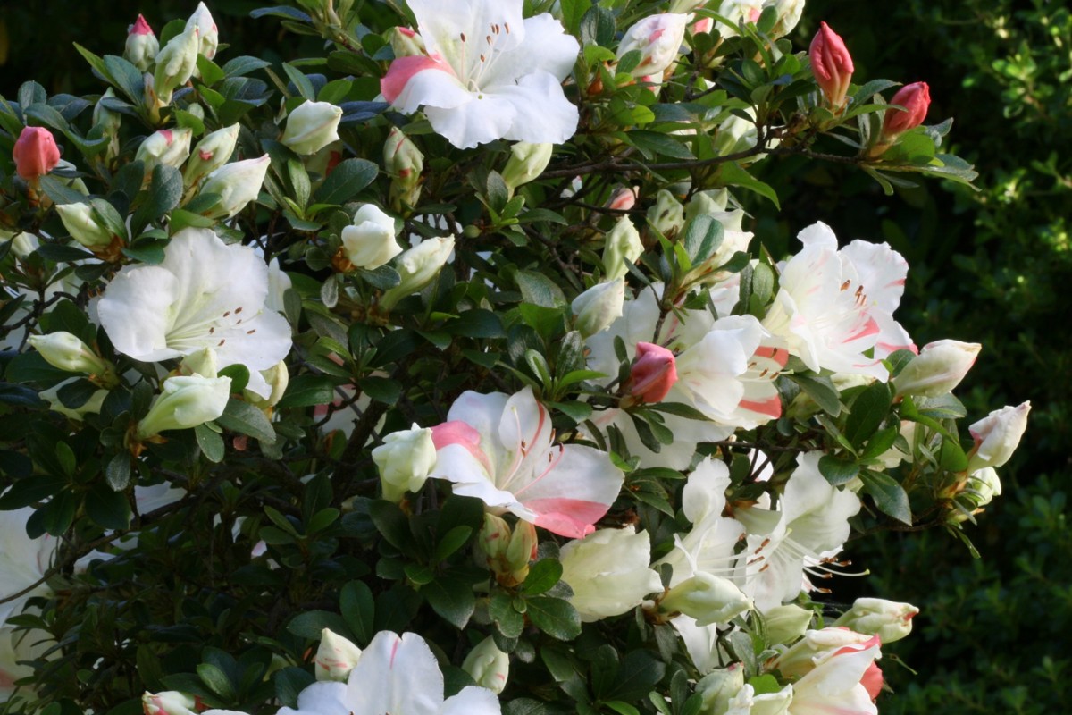 View Azalea Azalea Society of America