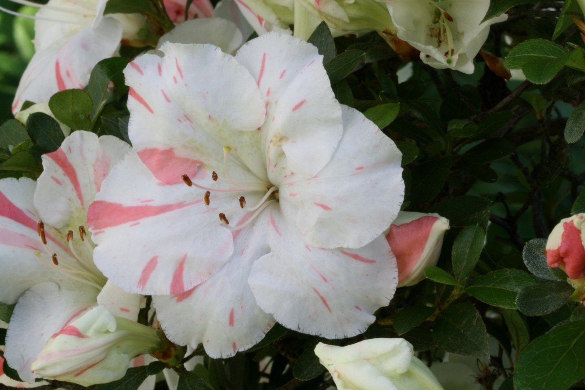 View Azalea Azalea Society of America