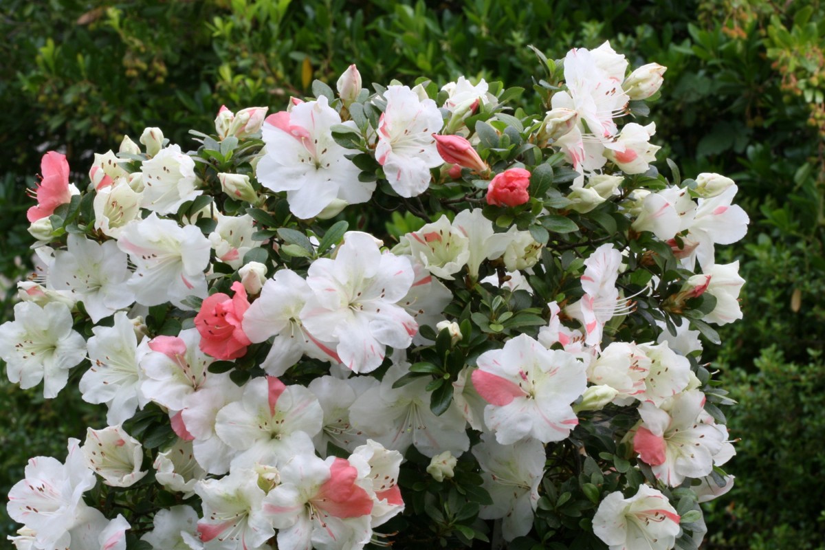 View Azalea Azalea Society of America