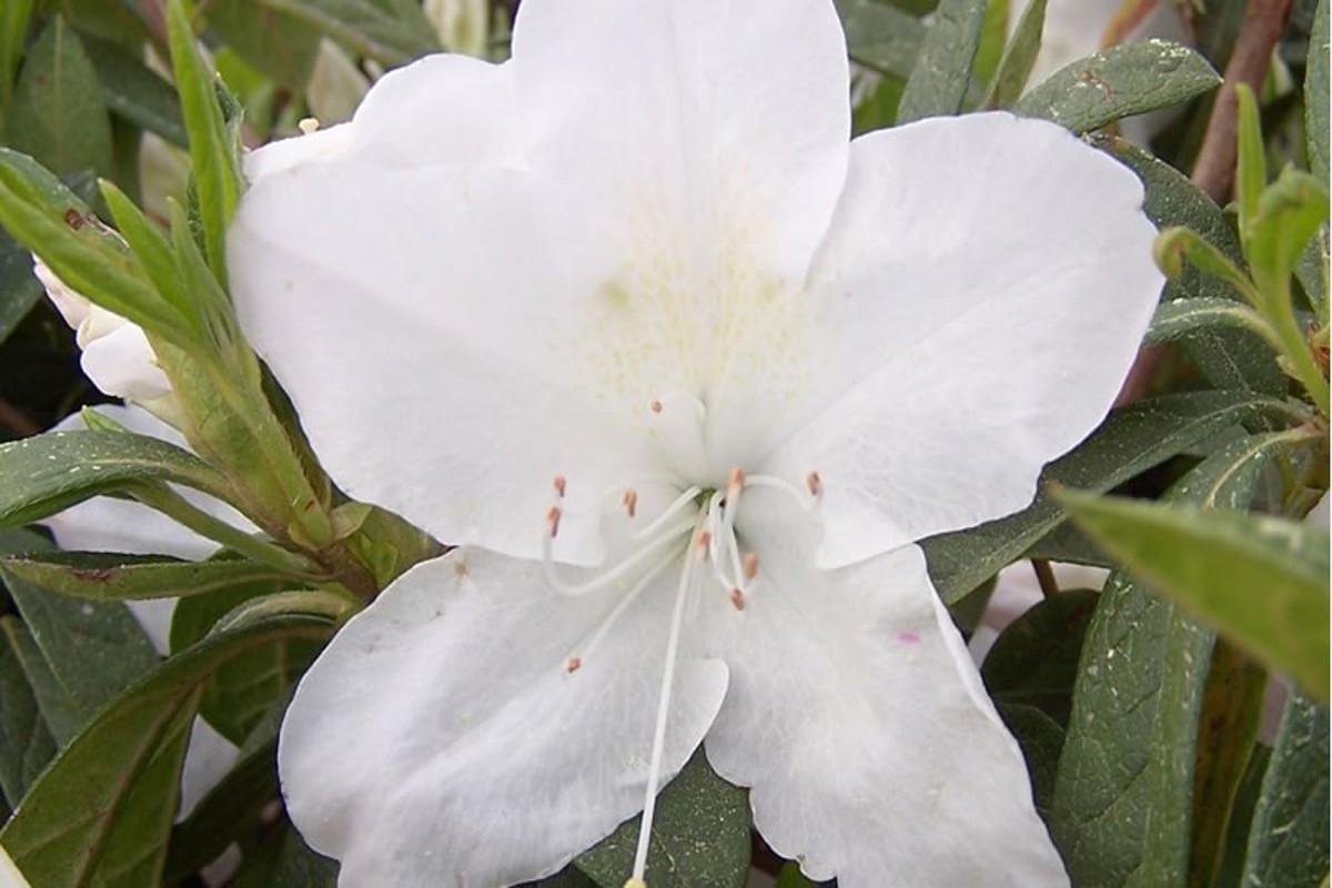 View Azalea - Azalea Society of America